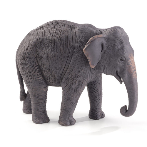 Asian elephant wild - elephant, animal